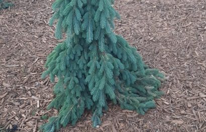 WhatsApp Image 2026-03-20 at 11.27.31 AM