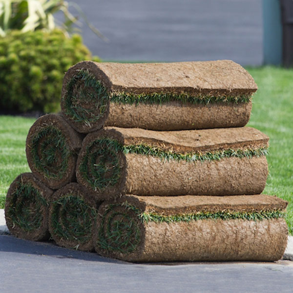 Premium Kentucky Blue Sod